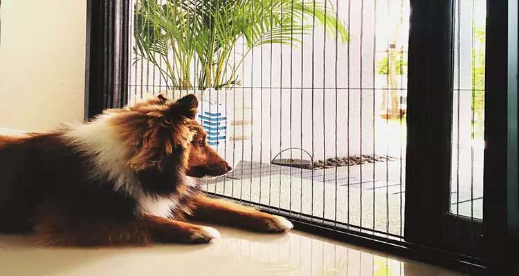 Sliding Screen Pet Door Repair in Three Lakes, FL