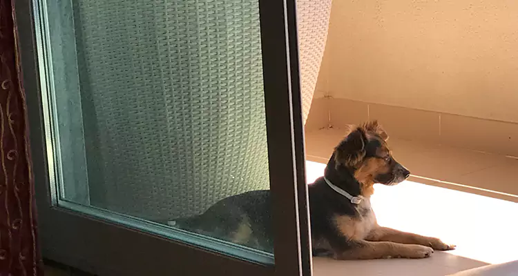 French Door Pet Screen Repair in Three Lakes, FL